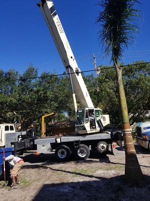 Tree services in Tampa by Advance Drainage & Turf Solutions LLC