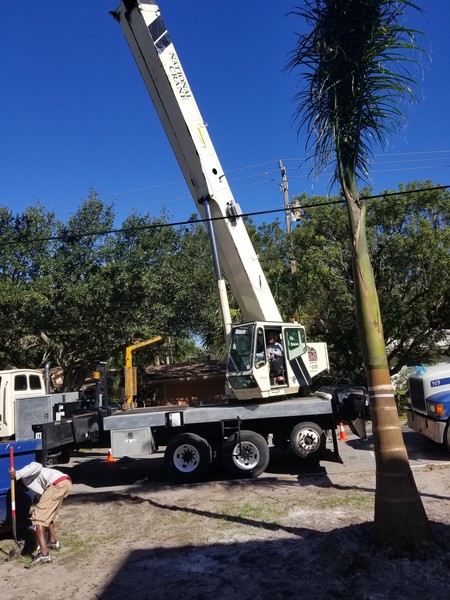Tree Removal in Tampa, FL (1)